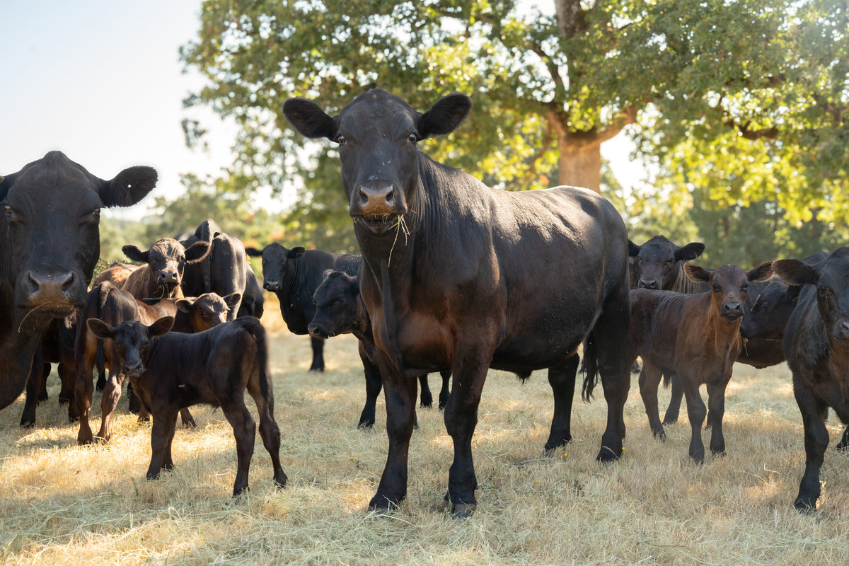 Twin Spurs Ranch Co.